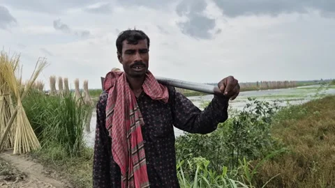 Eye Level Front View Of Farmer Standing With Hoe On Shoulder In Jute Field Path Stock Footage 340249098