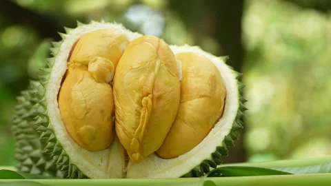 Eye Level Macro of Open Black Thorn Durian With Beautiful Bokeh Background Видео 335546499
