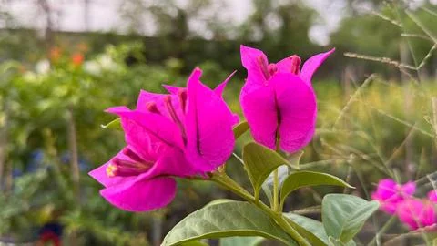 Eye-level macro shot showcasing two vivid magenta bougainvillea flowers and g Photos