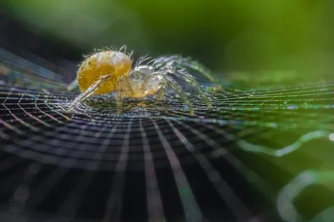 Eye level macro shot of Spider weaving its web Stock Photos