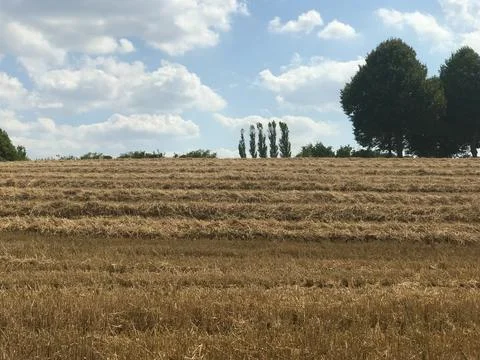 Eye level rural view on cut hay field with 5 young tress in background and puffy Stock Photos