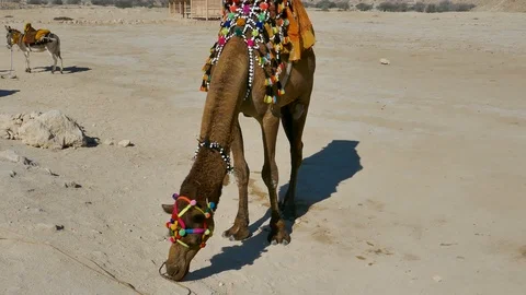 Eye level shot of a camel in dessert trying to find food Stock Footage 111667302