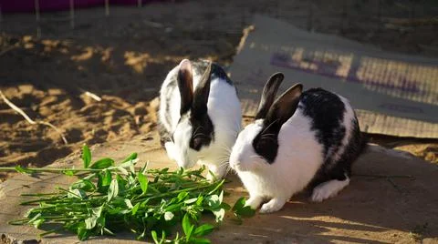 Eye-level shot of two identical spotted bunnies eating some greens in a farm Stock Photos