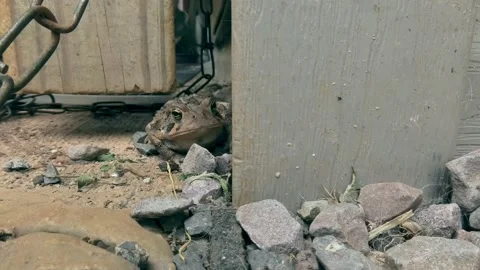 Eye Level View of a Fowler's Toad Video stock 157010426