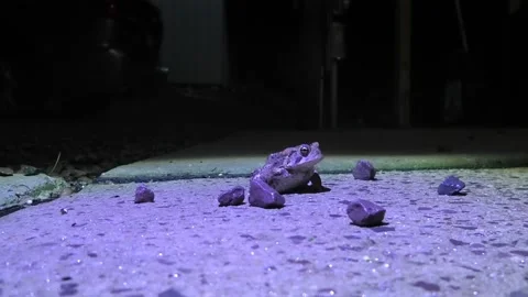 An Eye Level View of a Toad 스톡 동영상 159146687