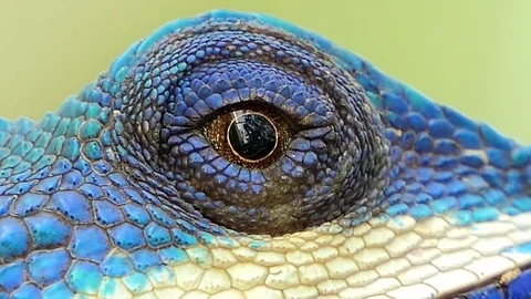 Eye of lizard. Stock Footage 78104204
