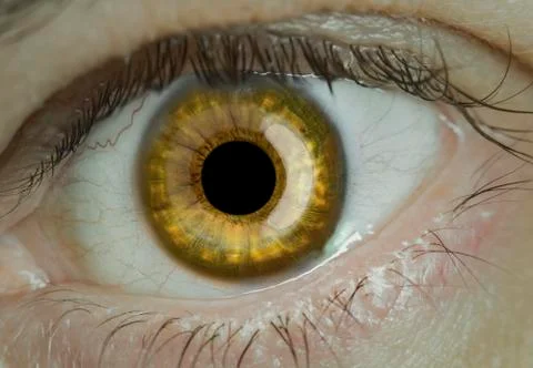 Eye macro Stock Photos
