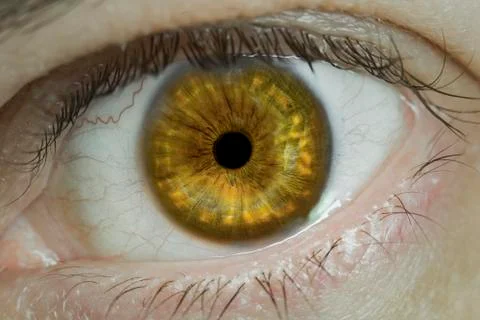 Eye macro Stock Photos