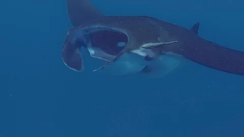 Eye of a Manta Ray in the ocean Stock Footage 95675443