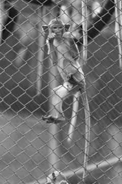 Eye of monkey in cage Stock Photos