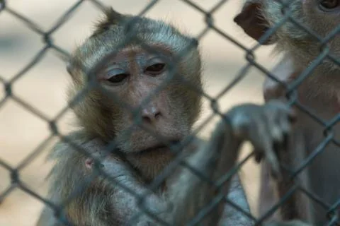 Eye of monkey in cage Stock Photos