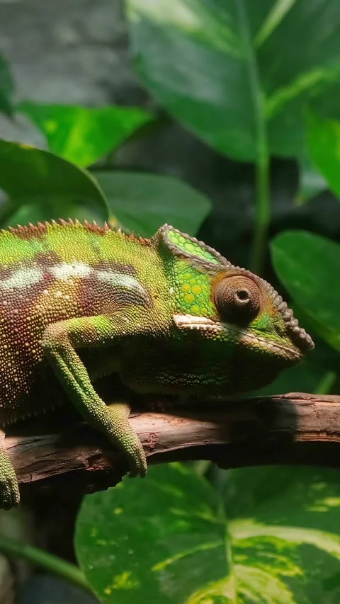 Eye motion of panter chameleon in wild forest ecosystem, wildlife animals 4k Vidéo 345224126