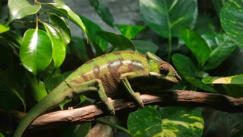 Eye motion view of panter chameleon in wild forest ecosystem, wildlife animals Video stock 221658857