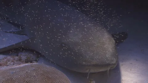 Eye of the Nurse Shark Vídeo Stock 1066718