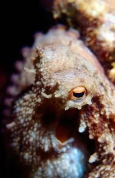 Eye of octopus Stock Photos
