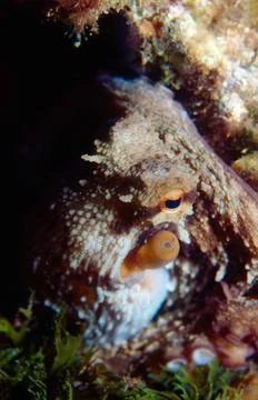 Eye of octopus Stock Photos