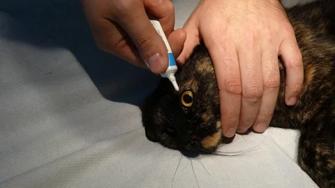 Eye ointment Stock Footage 120942401