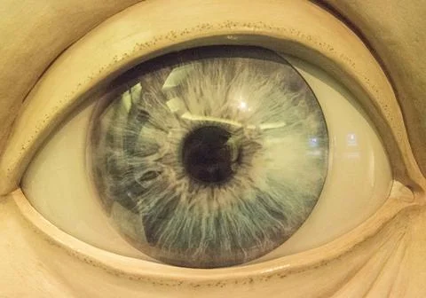 Eye, organ for visual perception Stock Photos