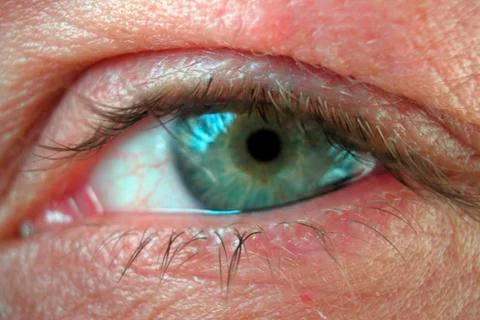 Eye, organ of the visual system Stock Photos