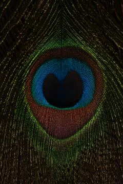 Eye of a peacock feather close-up. Macro shot. Natural background. Stockfoto's