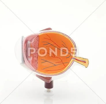 The eye Stock Photos
