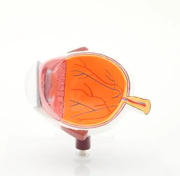 The eye Stock Photos
