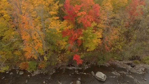 Eye pleasing drone shot with movement of forest in fall on riverside Video stock 119220424