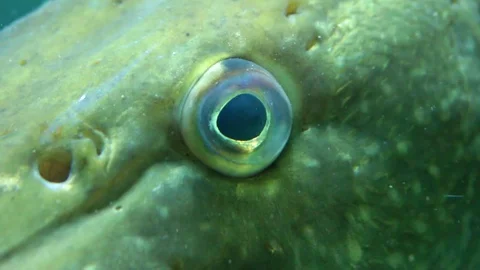 Eye of predator Stock Footage 77649271