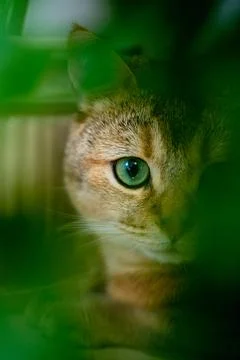 Eye of a red cat hunter Stock Photos