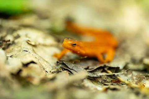 Eye Of Red Eft In Narrow Focus As It Sits In A Pile Of Leaves Stock Photos