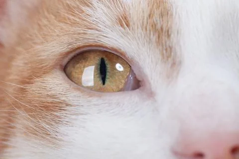 Eye of red kitten Stock Photos