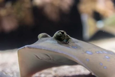 The eye of a reef stingray Stock Photos
