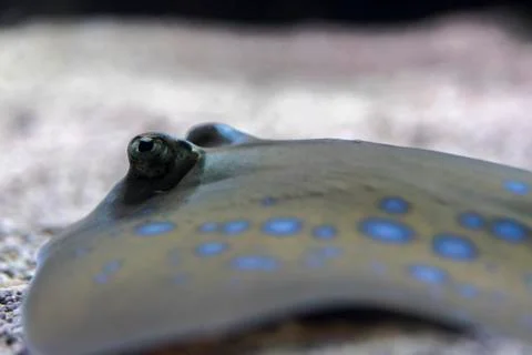 The eye of a reef stingray Stock Photos