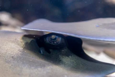 The eye of a reef stingray Stock Photos