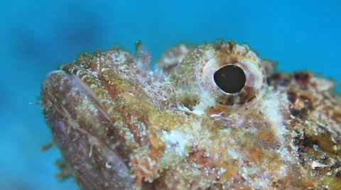 Eye of scorpionfish macro head 11977541