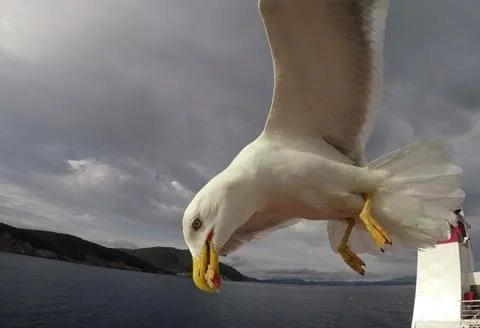 The eye of the seagull Stock Photos