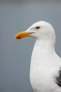 The Eye of a Seagull Foto stock