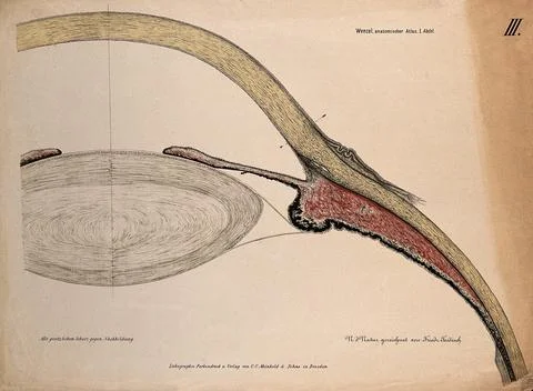 The eye: section of the ciliary body, cornea and lens. Colour lithograph by.. Stock Illustration