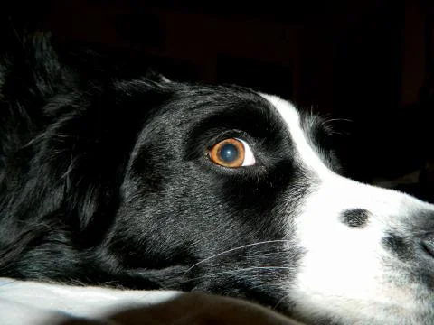 Eye see you Stock Photos