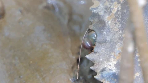 Eye of Serrated Mud Crab. Stock Footage 118012196