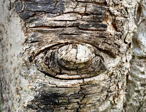 Eye-Shape Tree Bark Texture Foto stock