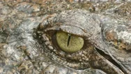 The Eye Of Siamese Crocodile Stock Footage