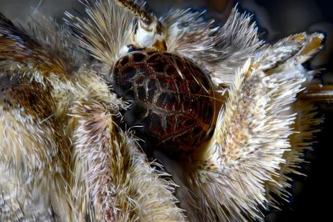 Eye of silver y Foto stock