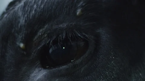 Eye six Video stock 119757871