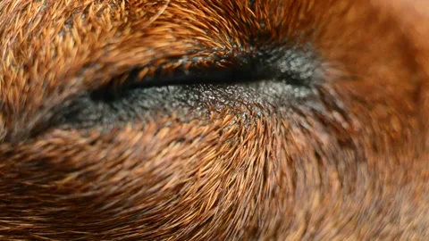The eye of a slumbering dog close up. Stock Footage 256256341