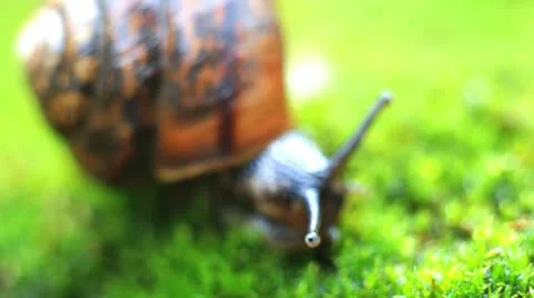 Eye snails Stock Footage 12132950