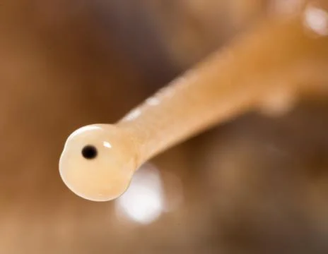 Eye snails. super macro Stock Photos