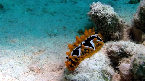 Eye spot sea slug (Phyllidia ocellata) in Red sea Egypt Stock Footage 80273667