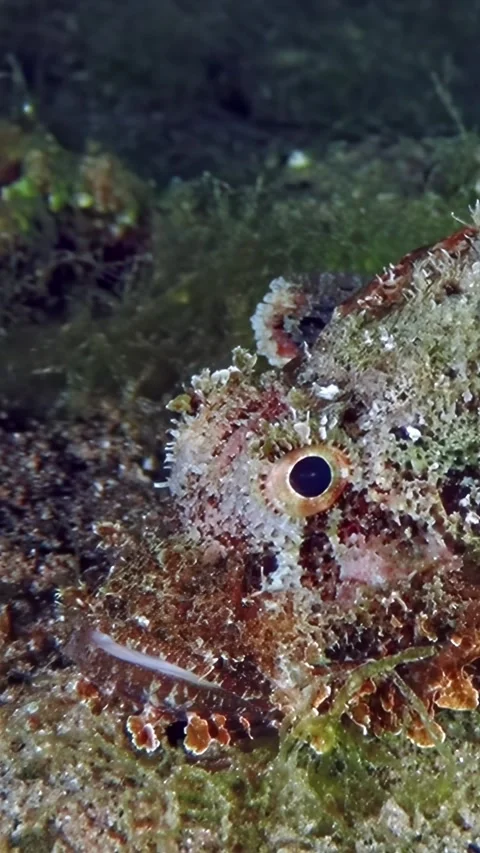 Eye of the stonefish during a dive in Aqaba, Jordan Video stock 314133000
