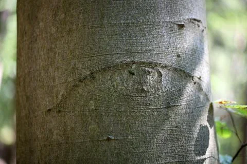 An eye-like structure on beech tree bark. Stock Photos